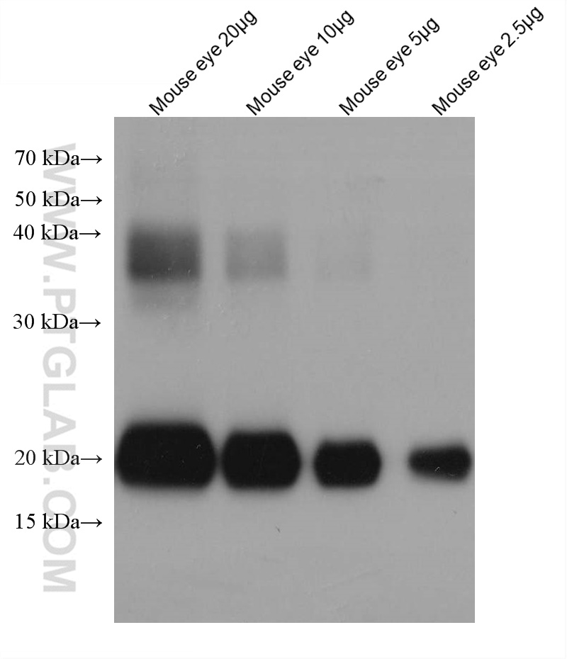 WB analysis of mouse eye using 68001-1-Ig (same clone as 68001-1-PBS)