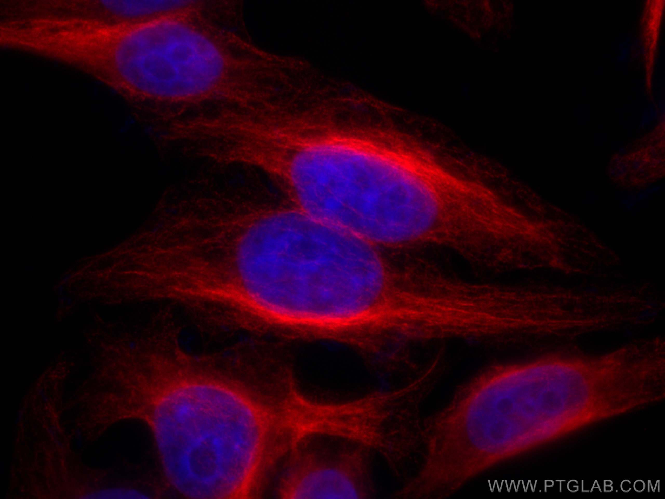 IF Staining of HepG2 using CL594-80762