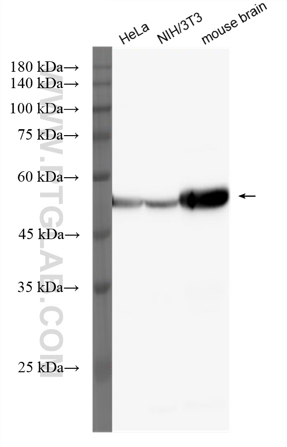 WB analysis using HRP-80762