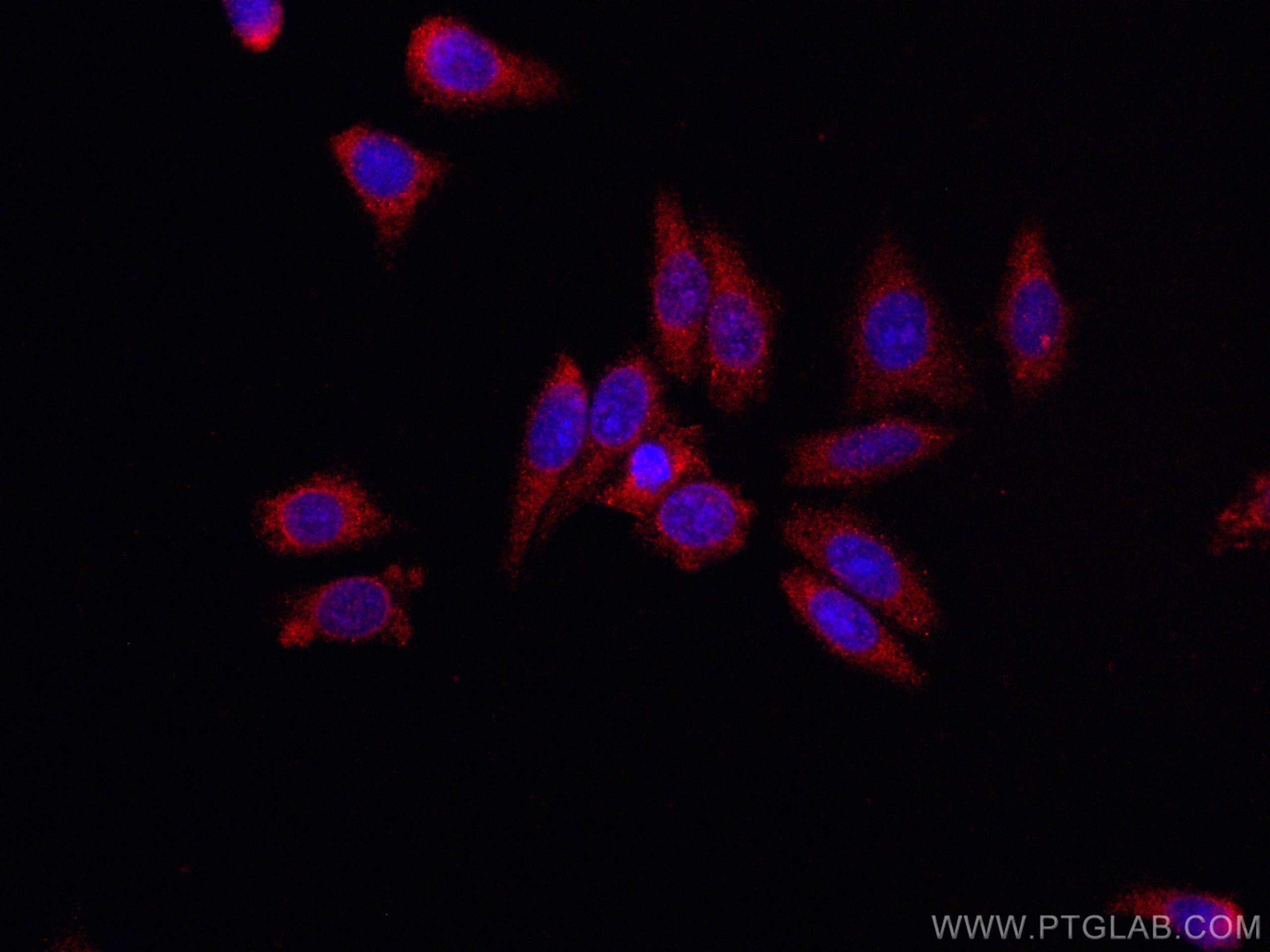 IF Staining of HepG2 using CL594-66121