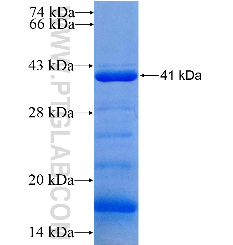 Annexin A2 fusion protein Ag16654 SDS-PAGE