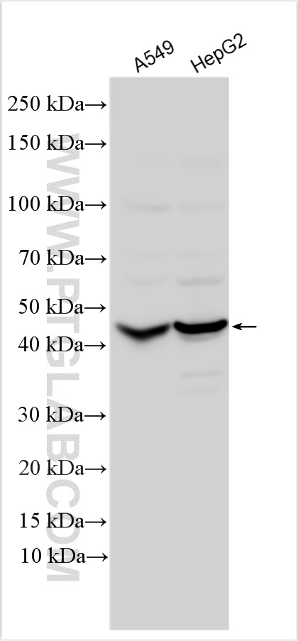 Antizyme inhibitor 1