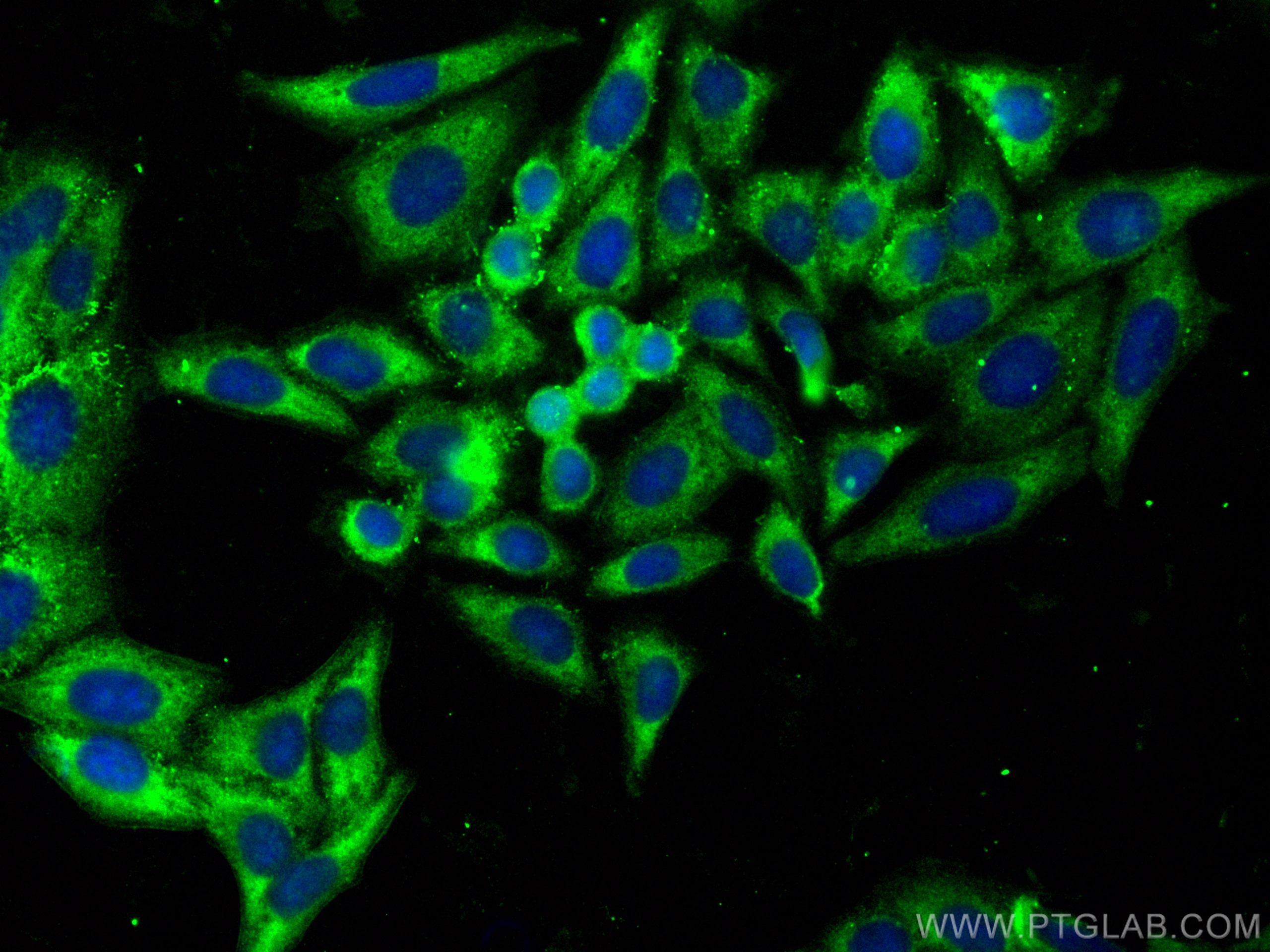IF Staining of HepG2 using CL488-16845