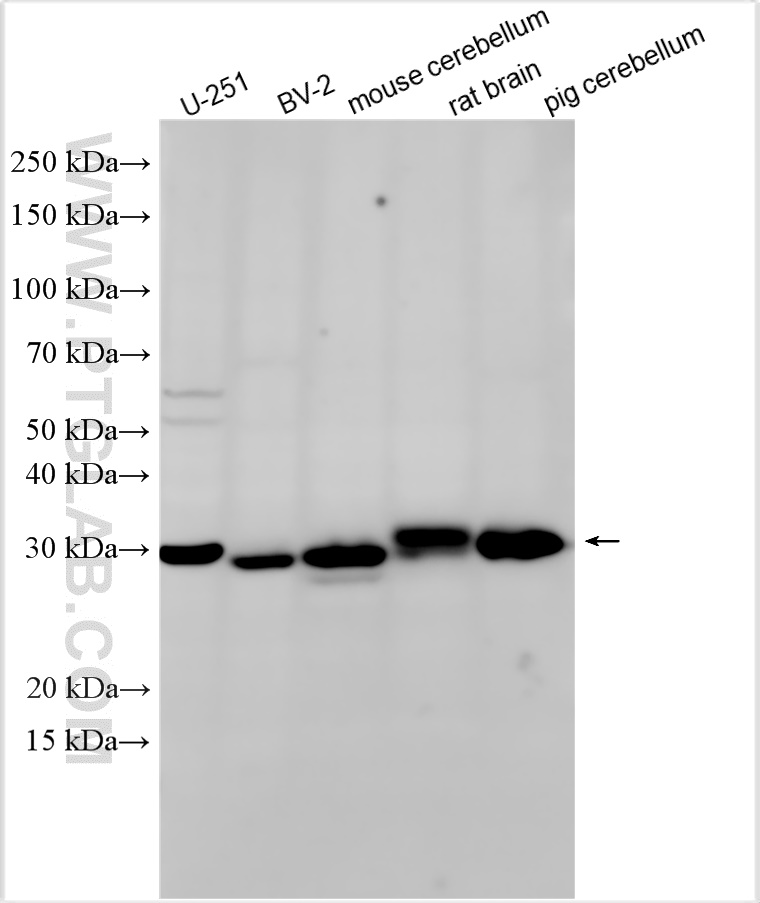 WB analysis using 31454-1-AP