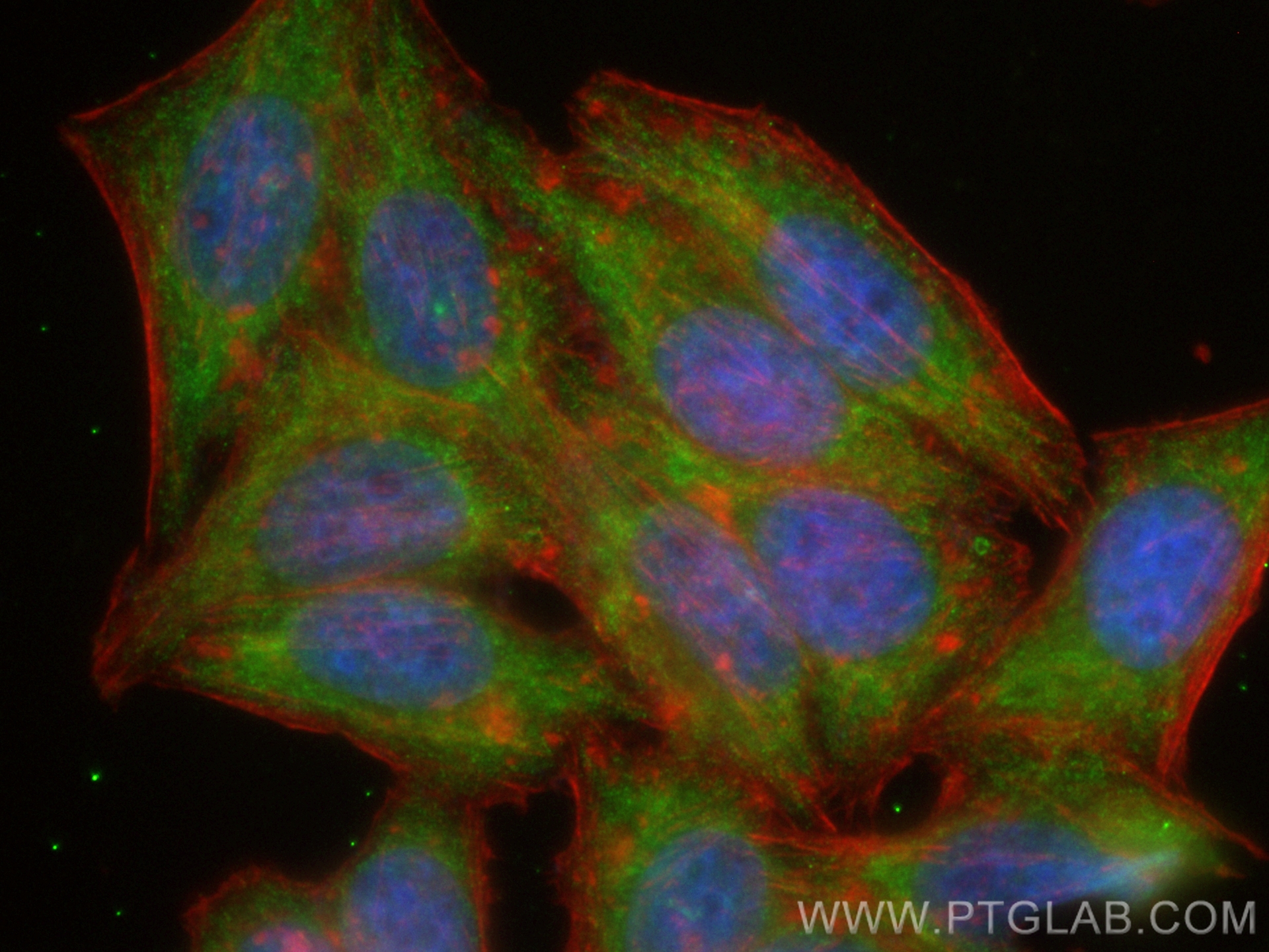 IF Staining of HepG2 using CL488-82975