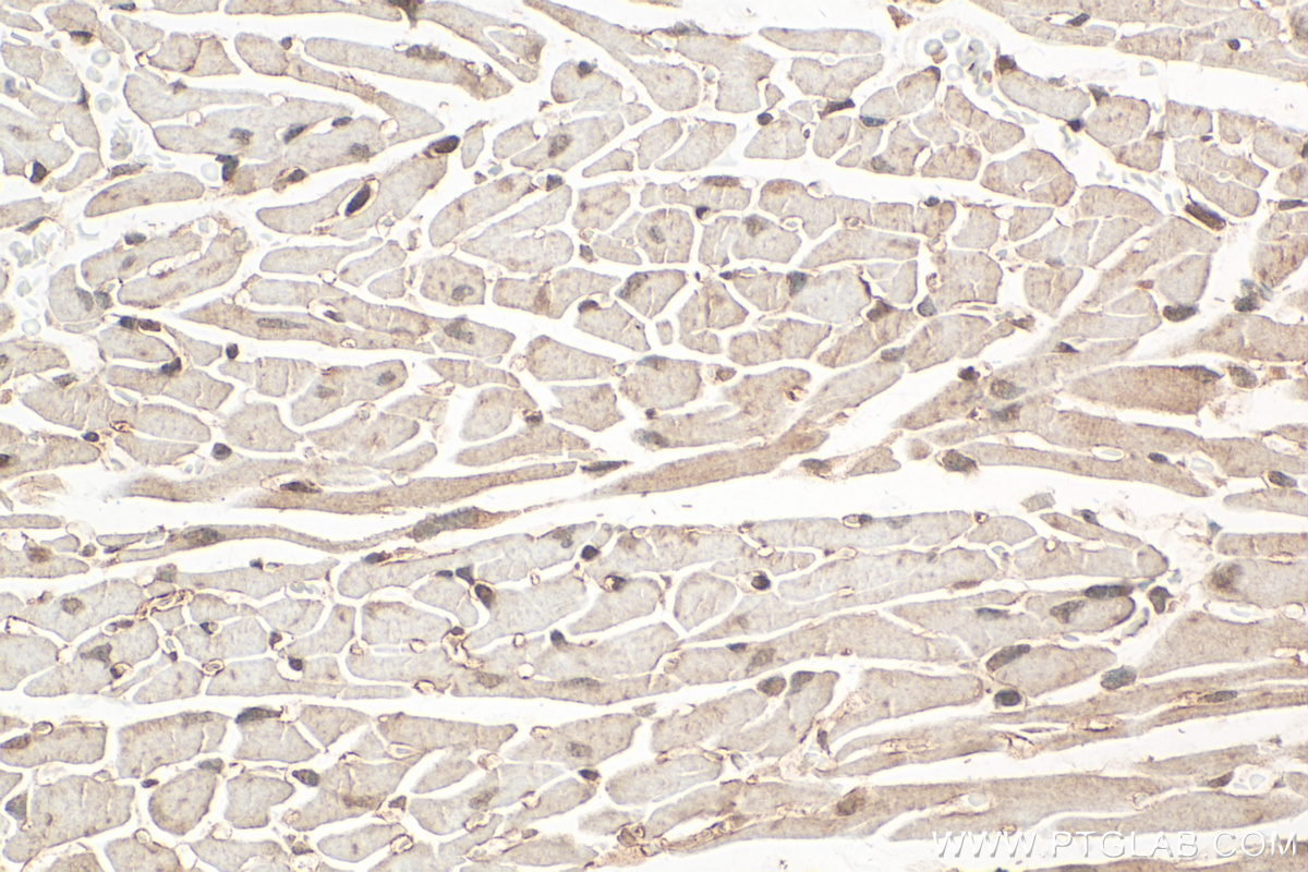 IHC staining of mouse heart using 31090-1-AP