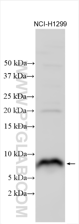 WB analysis using 31090-1-AP