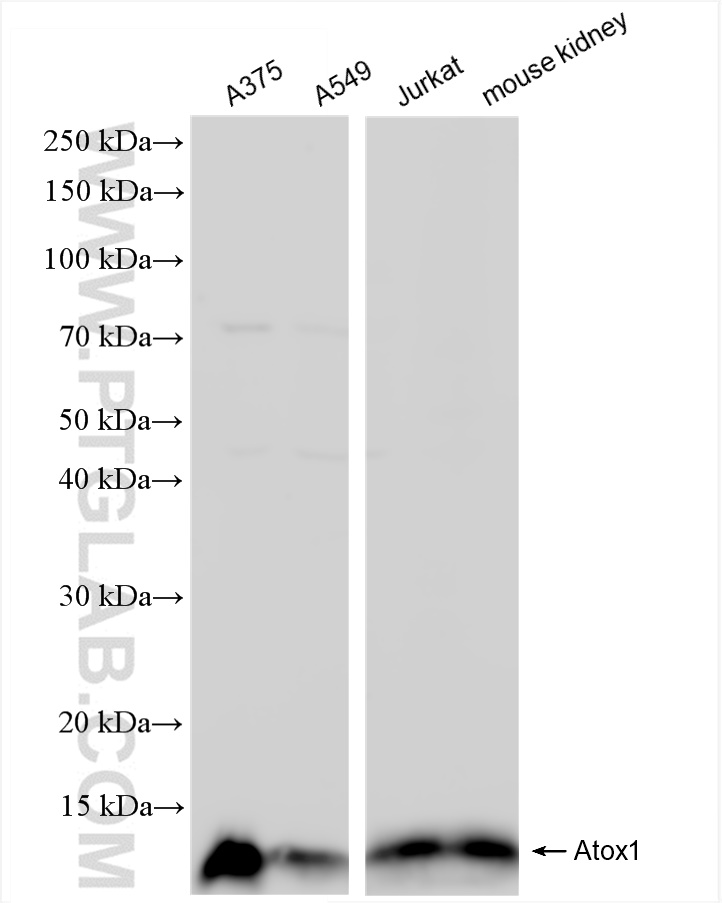 WB analysis using 84305-1-RR (same clone as 84305-1-PBS)