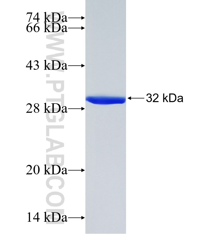 Atox1 fusion protein Ag35290 SDS-PAGE