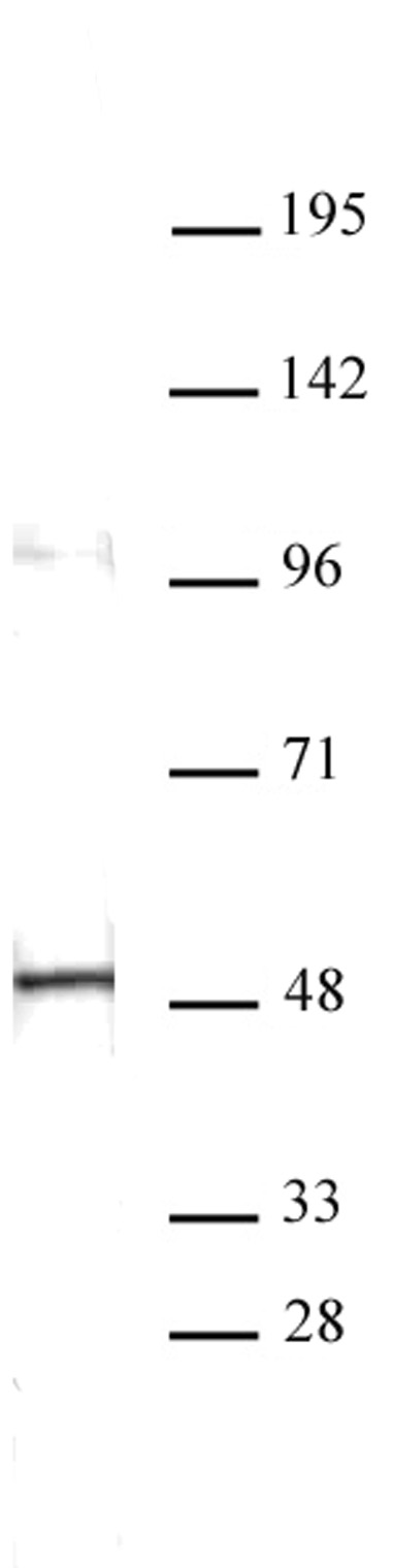 Aurora A antibody (mAb) (Clone 35C1) tested by Western blot. Aurora A antibody detection by Western blot. The analysis of Aurora A was performed using HeLa cytoplasmic cell extract (20ug) and Aurora A antibody at a 1 ug/ml dilution.