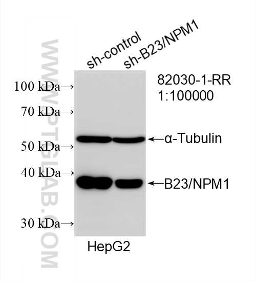 WB analysis of HepG2 using 82030-1-RR (same clone as 82030-1-PBS)