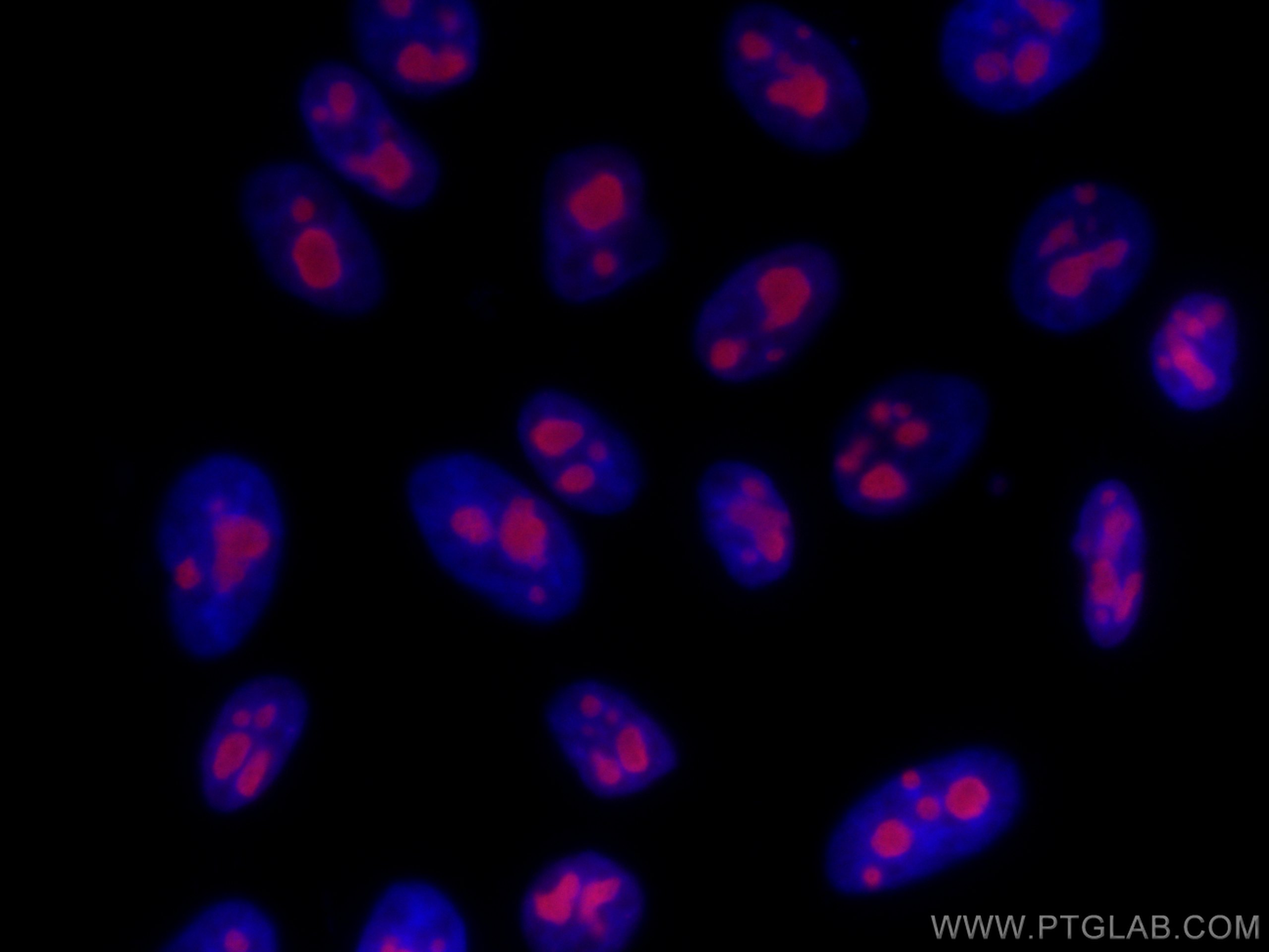 IF Staining of HepG2 using CL568-60096