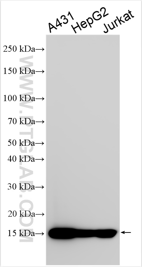 WB analysis using 13511-1-AP