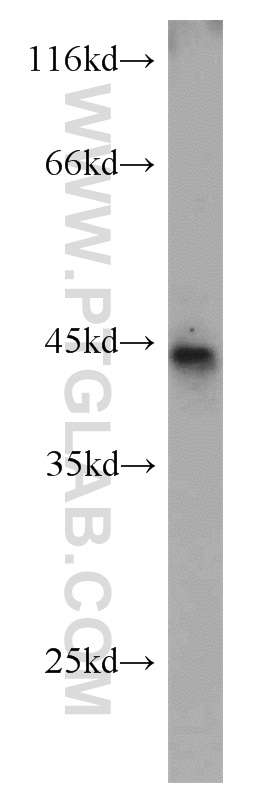 WB analysis of mouse placenta using 22048-1-AP