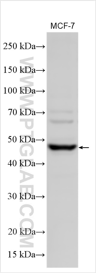 WB analysis using 20422-1-AP