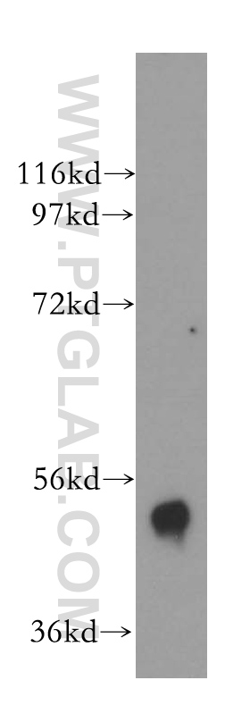 WB analysis of mouse skeletal muscle using 15200-1-AP