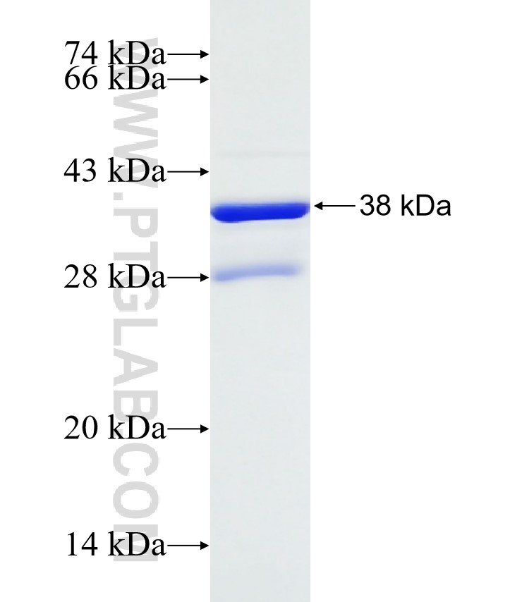 B4GALT4 fusion protein Ag32337 SDS-PAGE