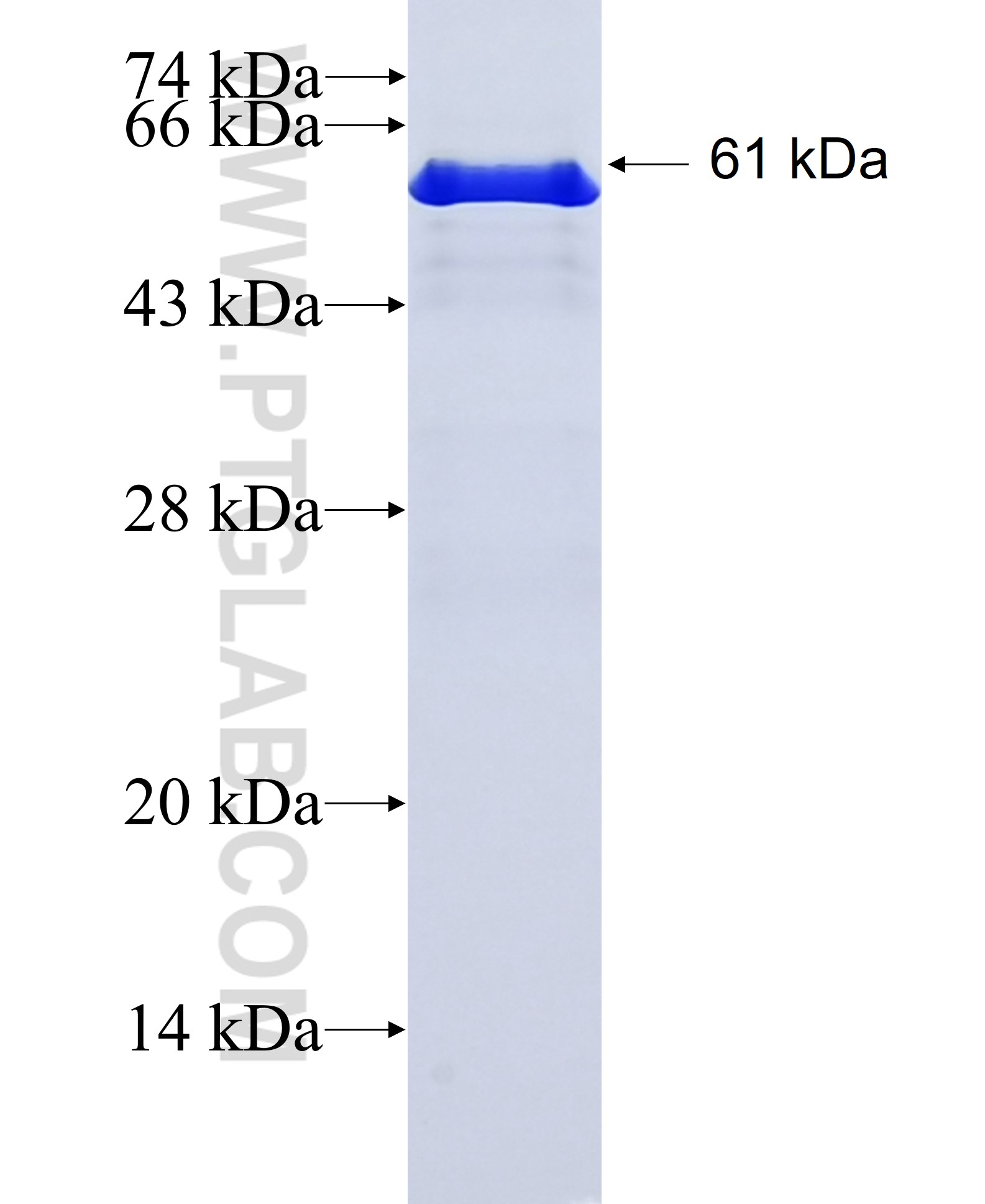 B4GALT5 fusion protein Ag12267 SDS-PAGE