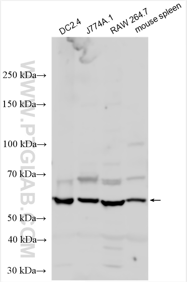 CD86