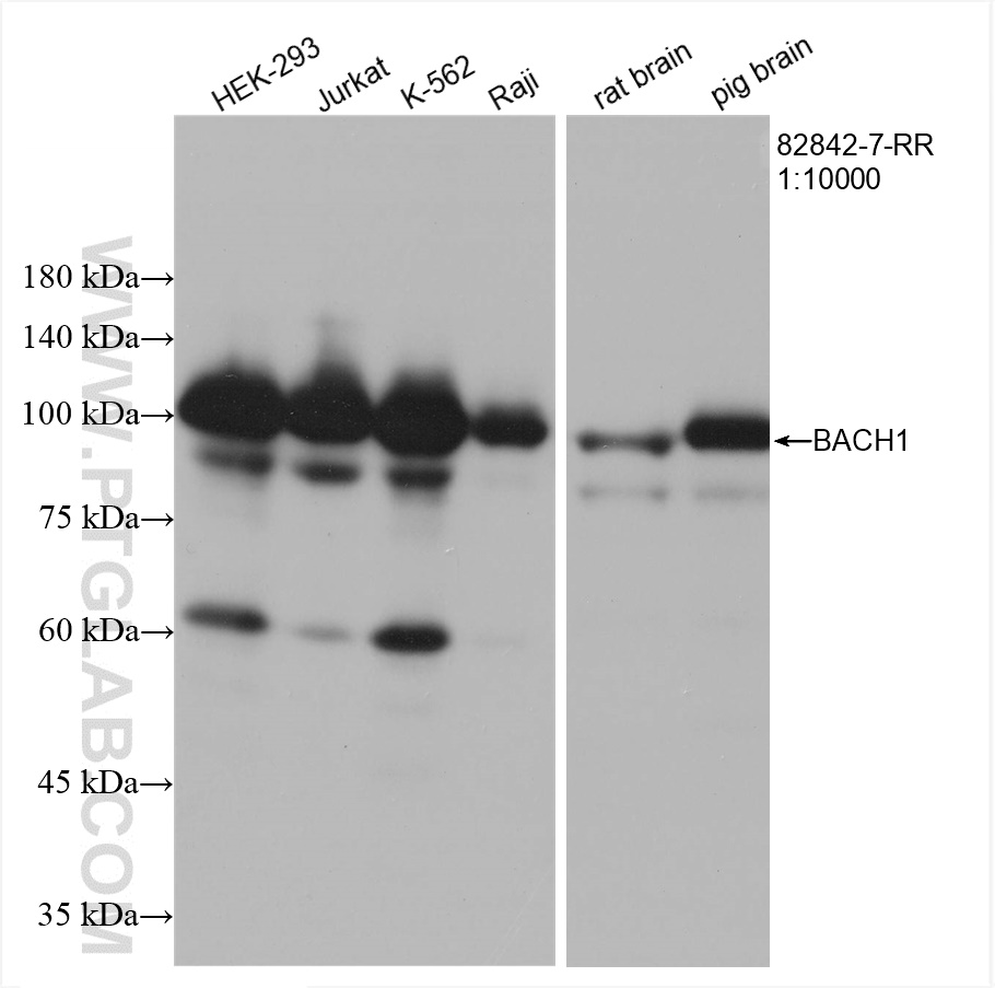 WB analysis using 82842-7-RR (same clone as 82842-7-PBS)