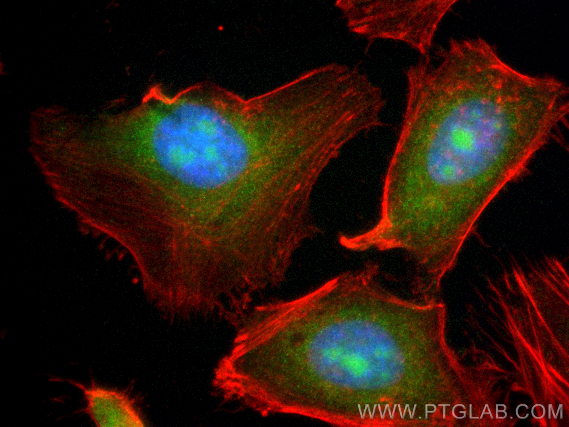 IF Staining of HeLa using CL488-19064