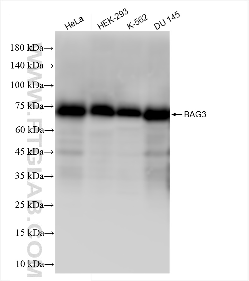 WB analysis using 83779-4-RR (same clone as 83779-4-PBS)