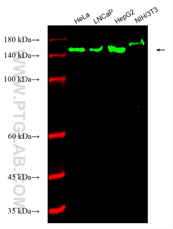 WB analysis using CL488-66661