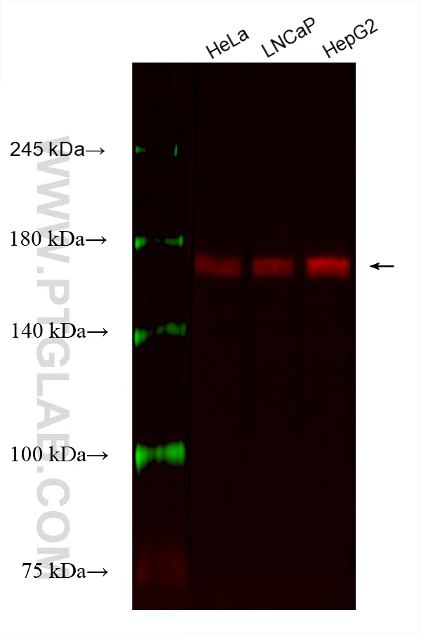 WB analysis using CL594-66661