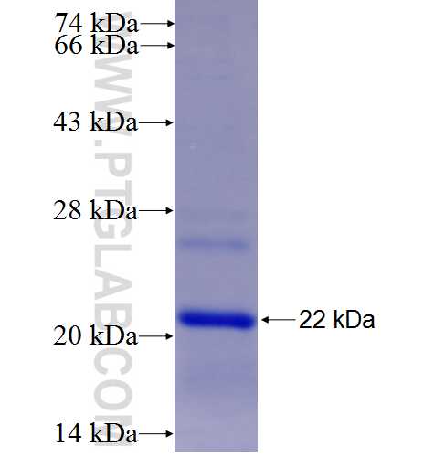 BAK fusion protein Ag27958 SDS-PAGE