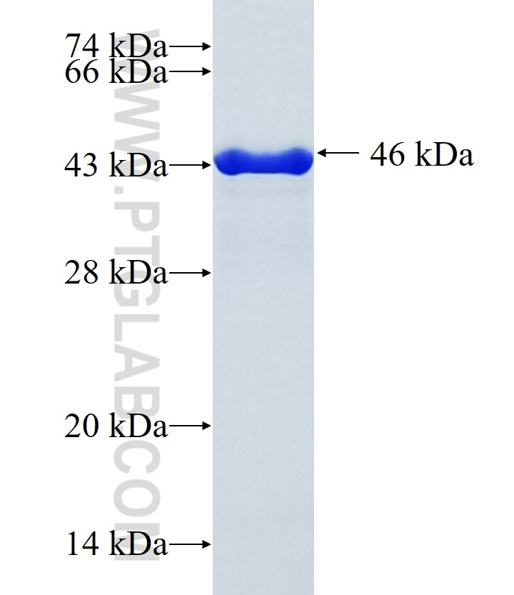 BAP1 fusion protein Ag34415 SDS-PAGE