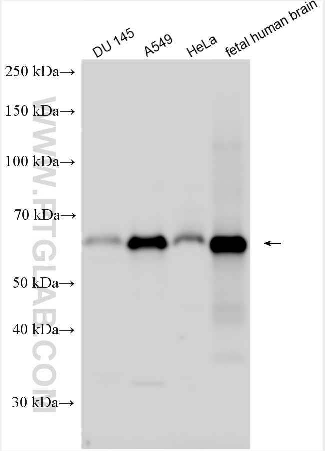 WB analysis using 14880-1-AP