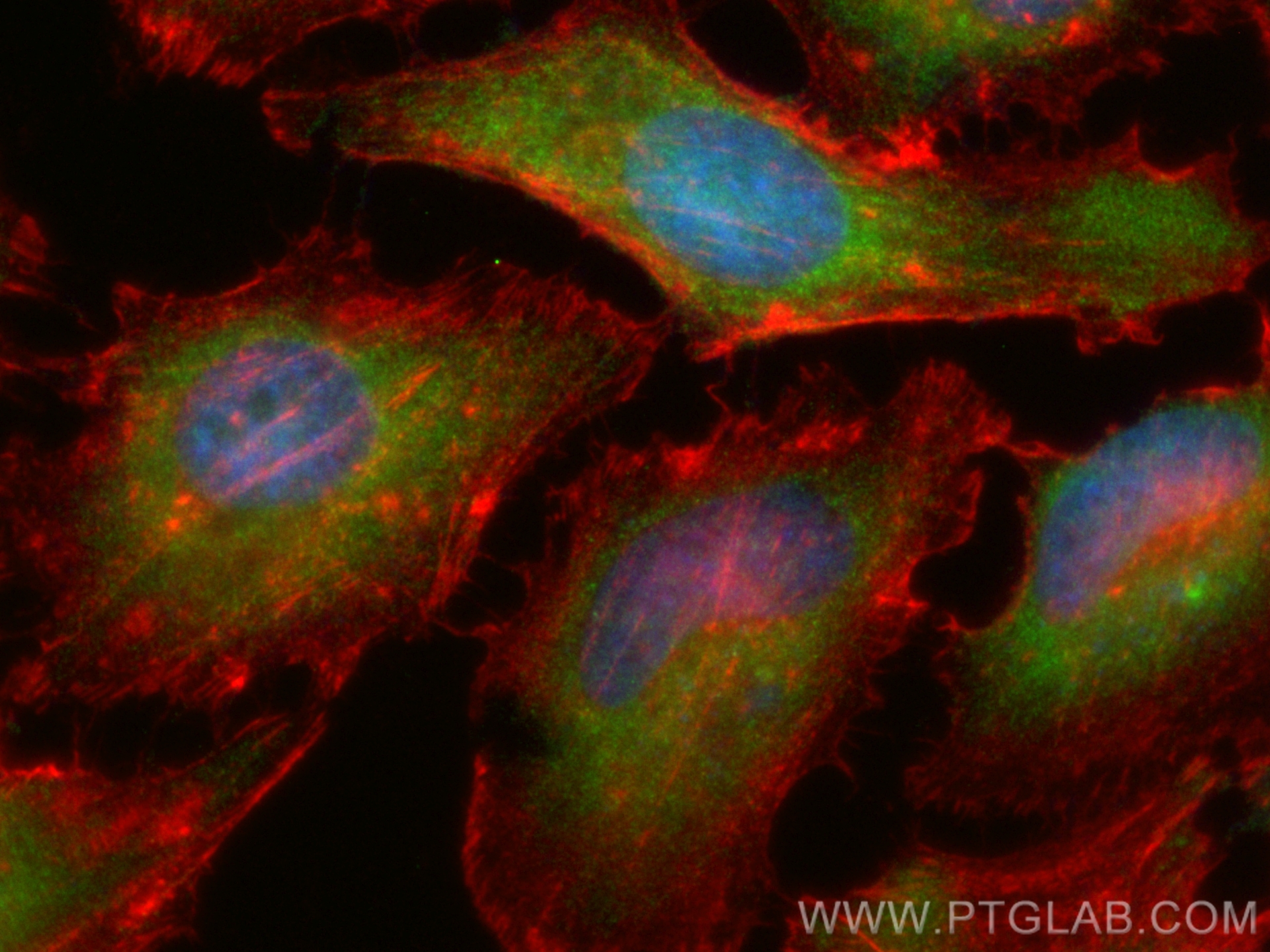 IF Staining of HeLa using CL488-60267