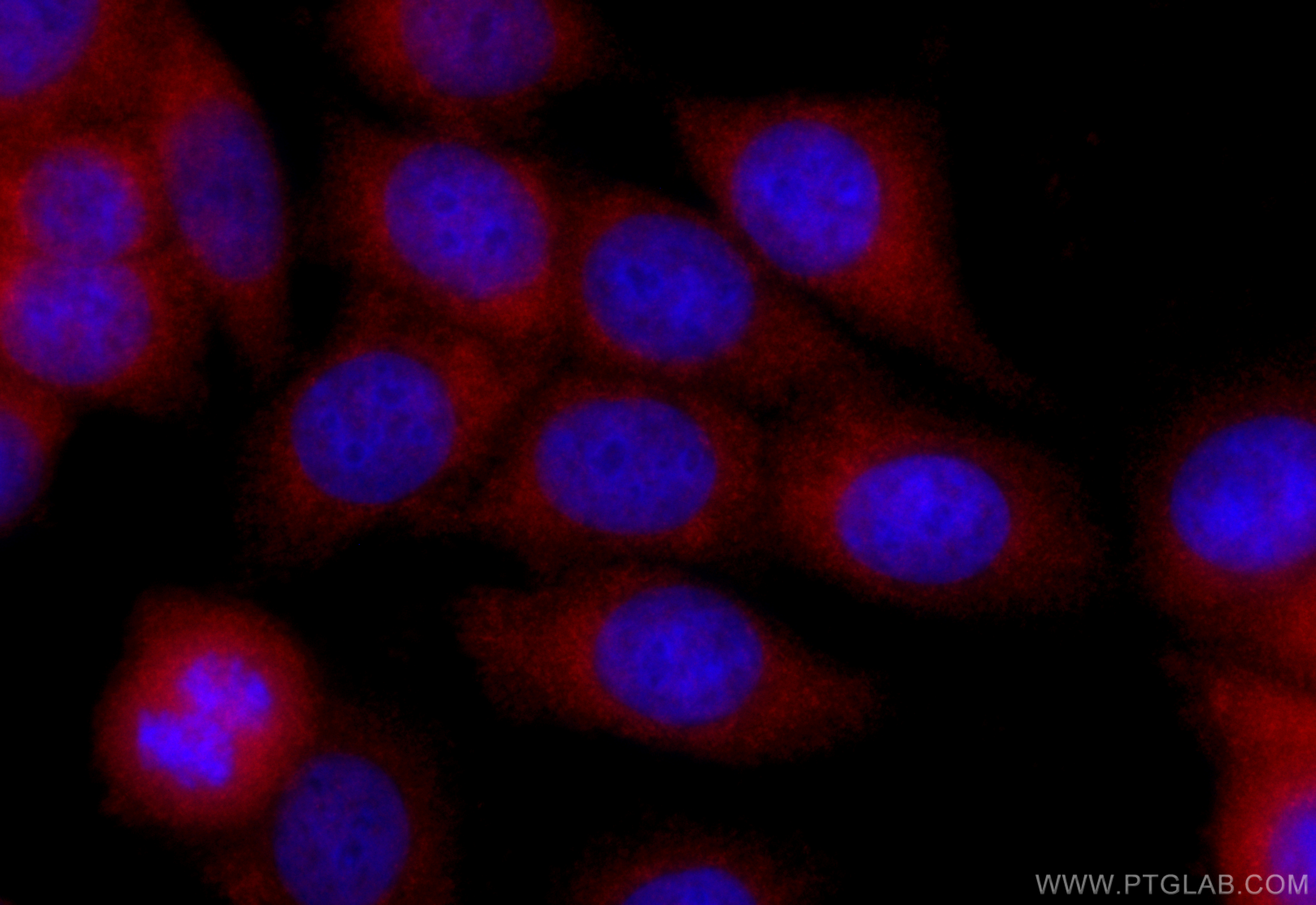 IF Staining of MCF-7 using CL594-60267