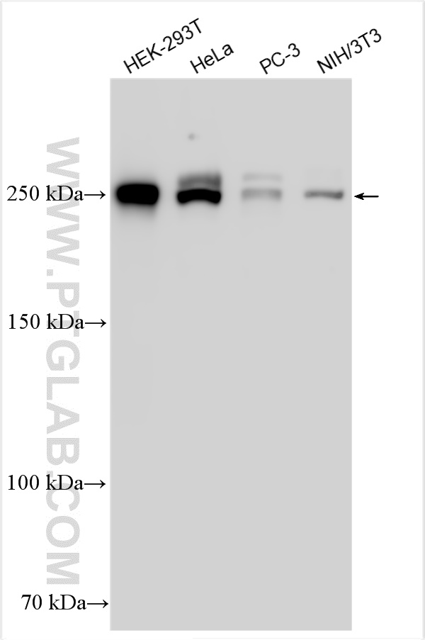 WB analysis using 30984-1-AP