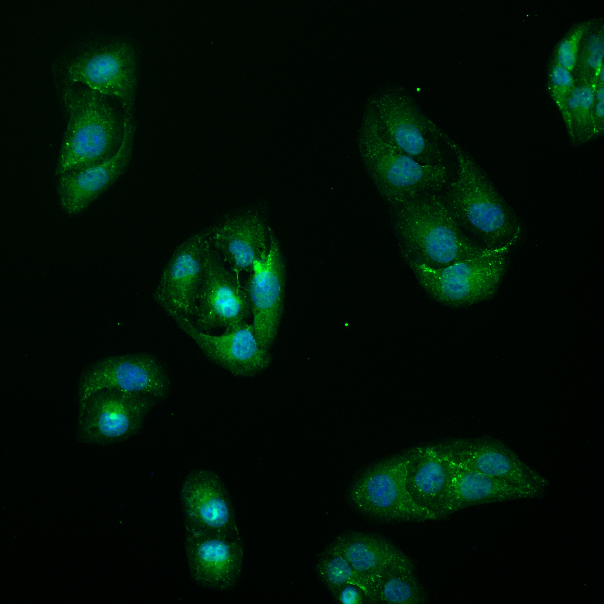 IF Staining of U2OS using 82910-2-RR