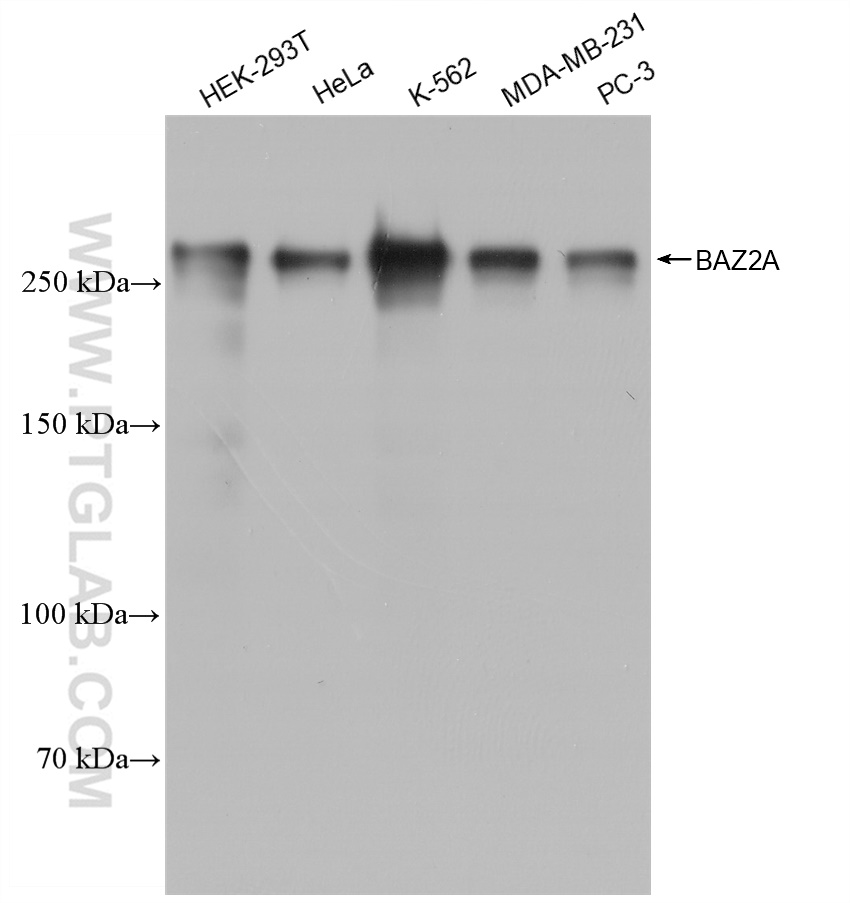 WB analysis using 82910-2-RR