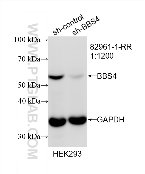 WB analysis of HEK-293 using 82961-1-RR (same clone as 82961-1-PBS)