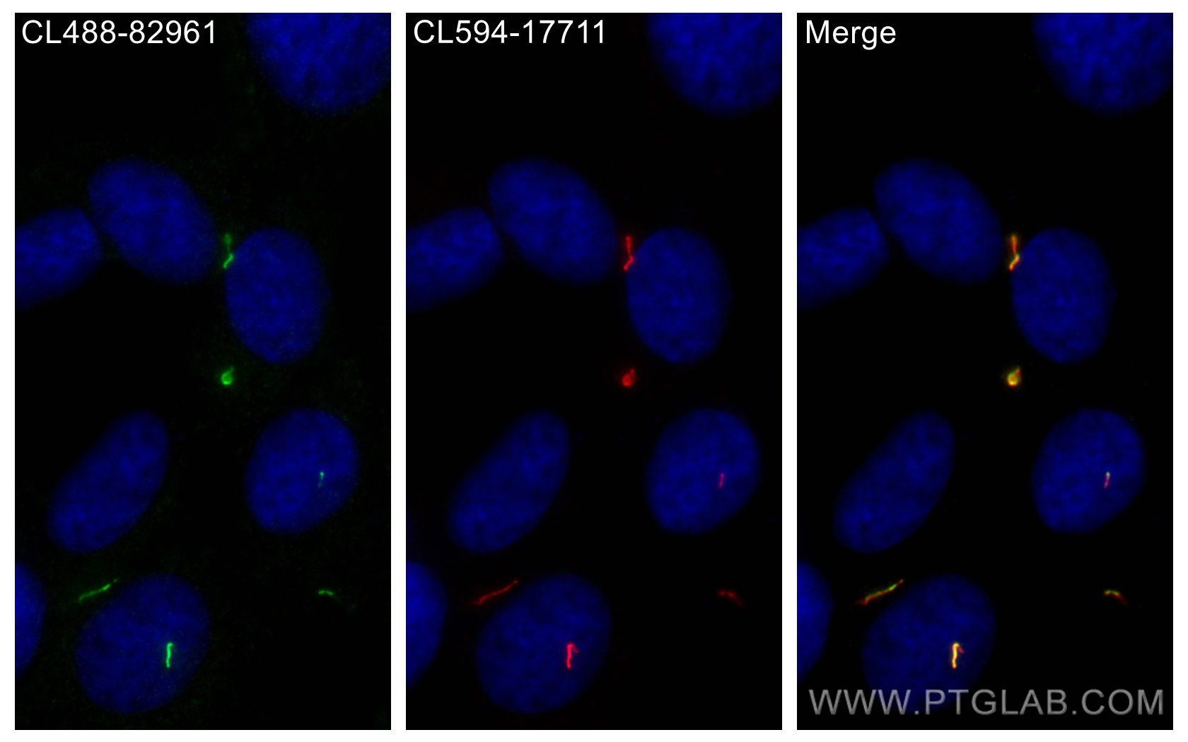 IF Staining of hTERT-RPE1 using CL488-82961