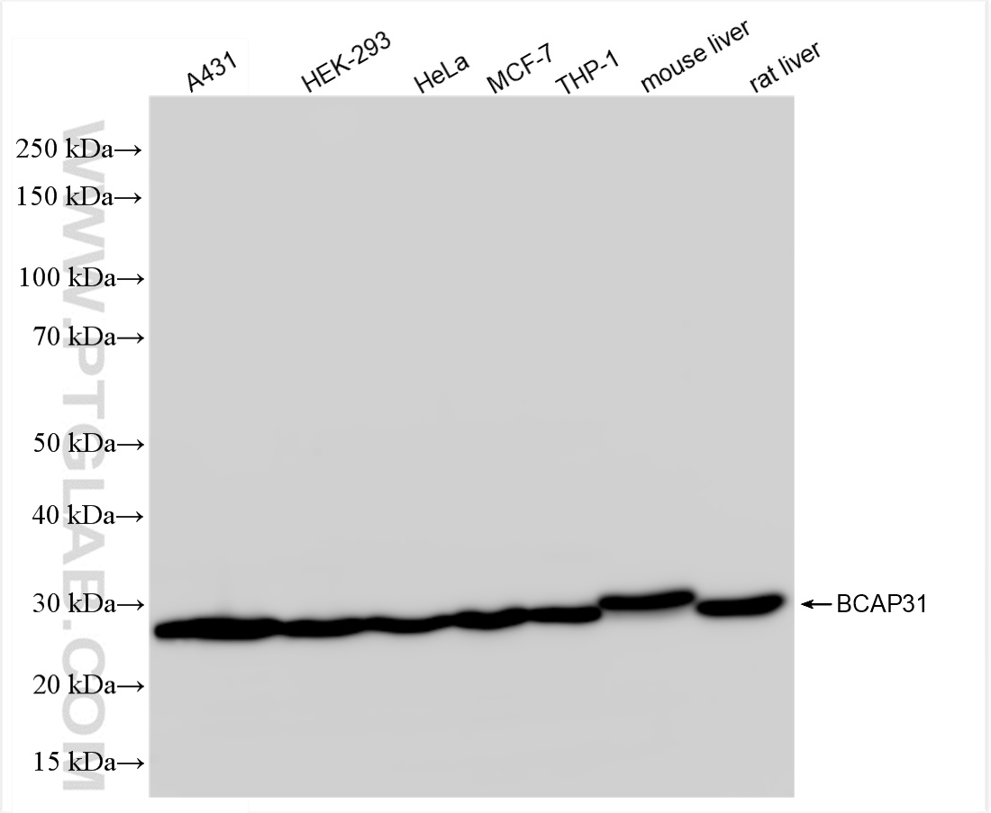 WB analysis using 84584-5-RR