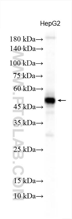 WB analysis of HepG2 using 30028-1-AP