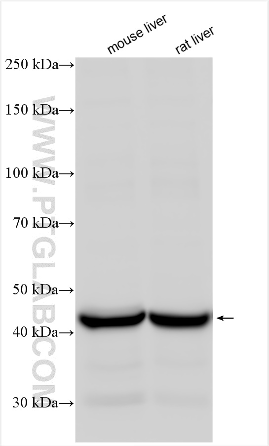 WB analysis using 30028-1-AP