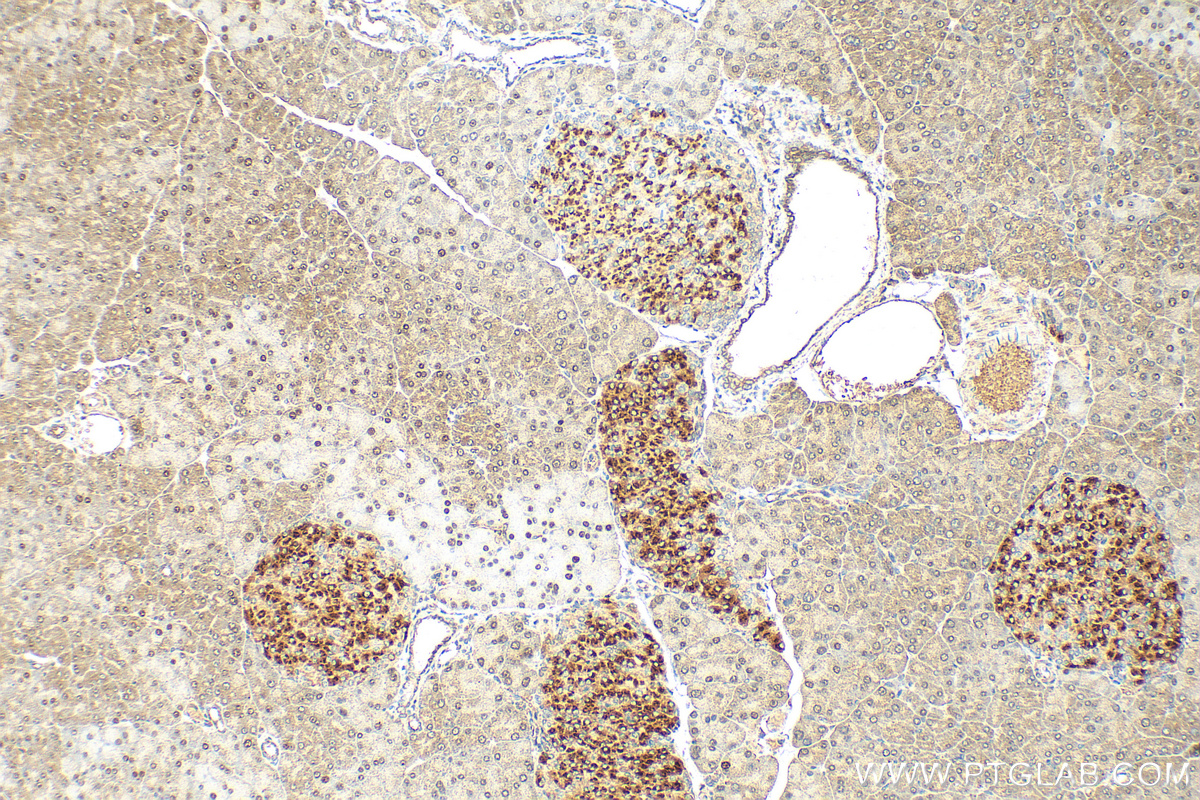 IHC staining of mouse pancreas using 15718-1-AP (same clone as 15718-1-PBS)