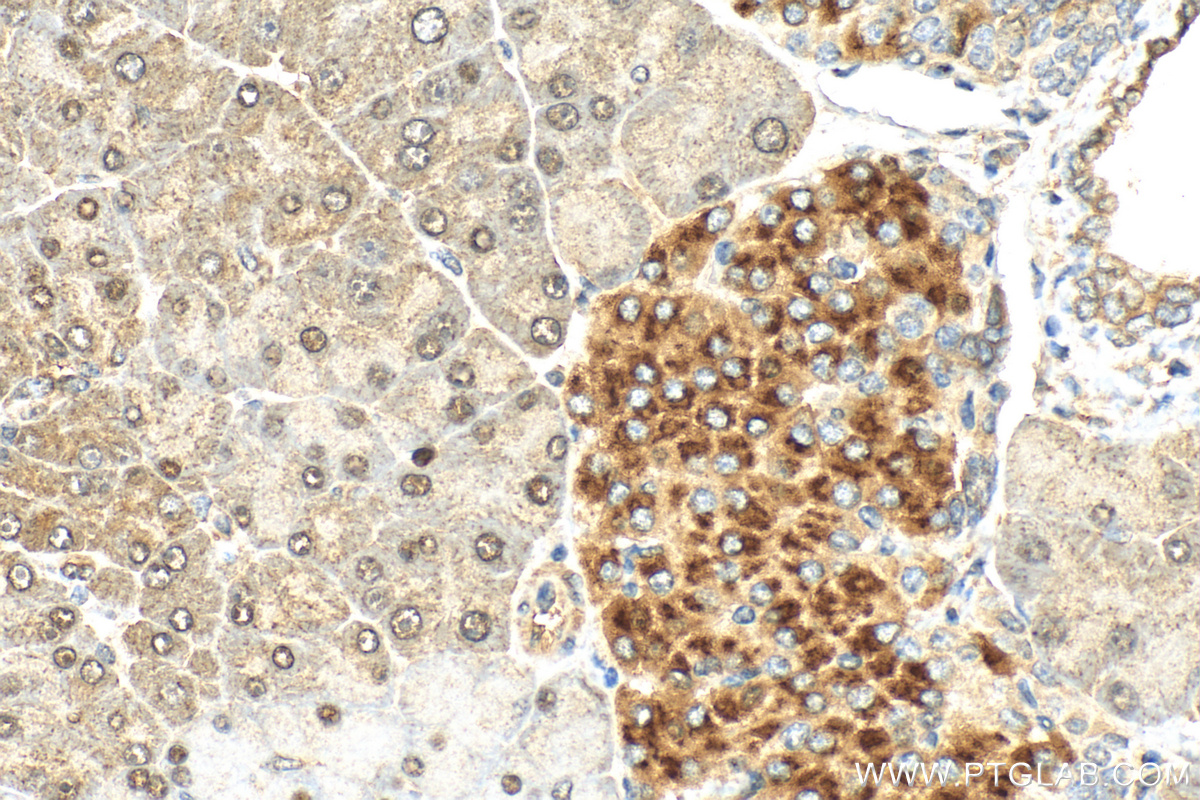 IHC staining of mouse pancreas using 15718-1-AP (same clone as 15718-1-PBS)