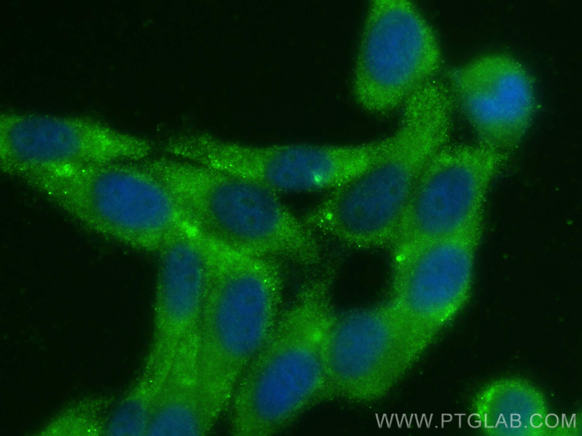 IF Staining of HepG2 using 17732-1-AP