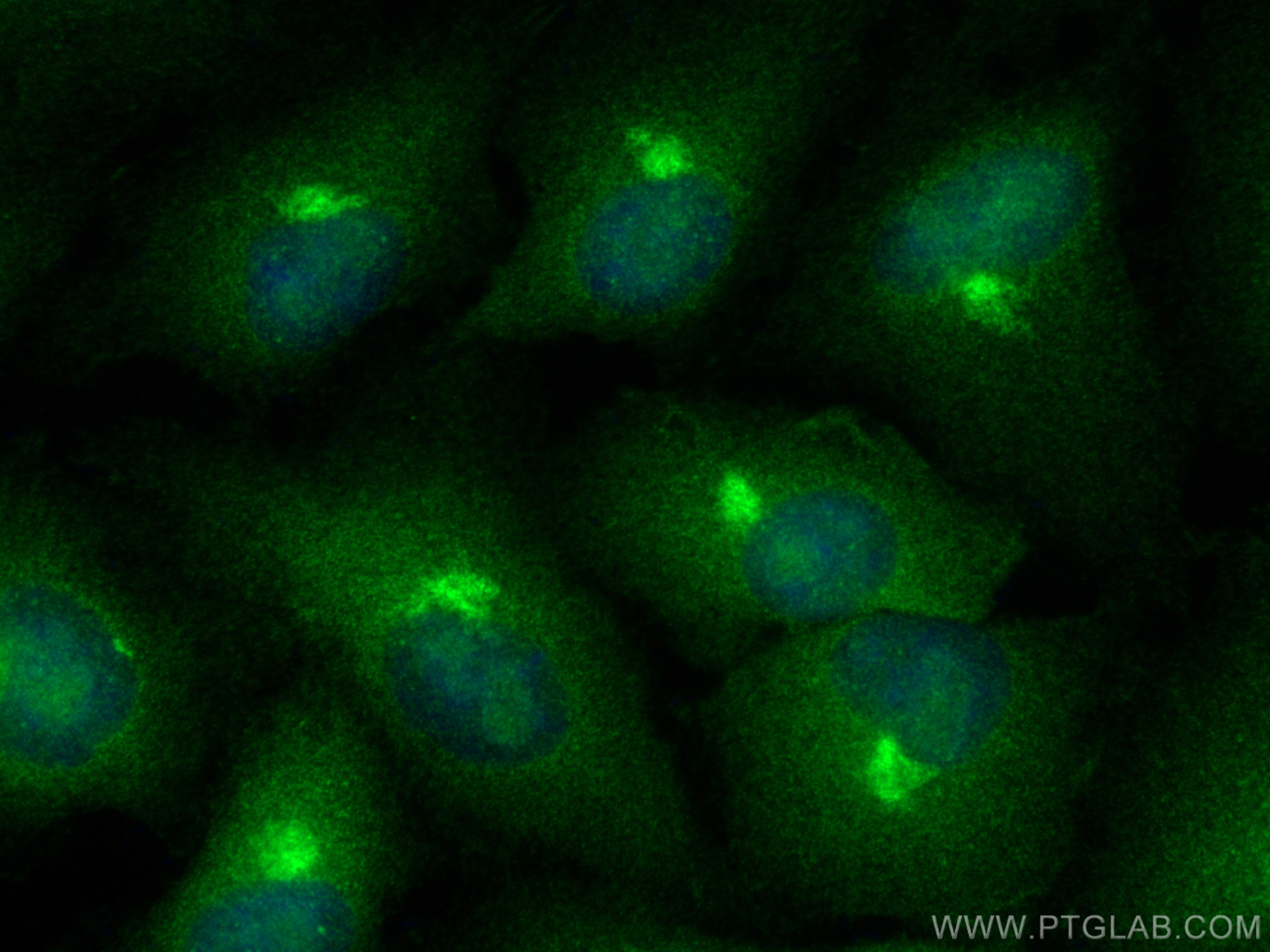 IF Staining of A549 using 50180-1-AP