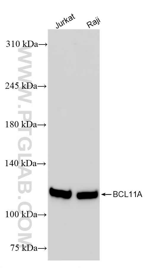 WB analysis using 84930-3-RR (same clone as 84930-3-PBS)