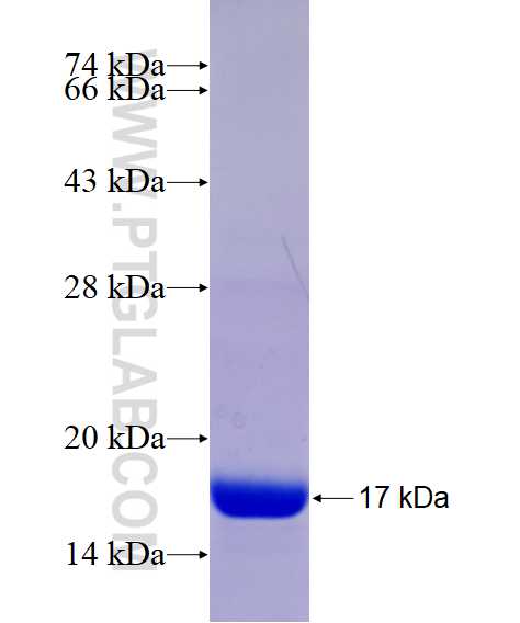 BCL2 fusion protein Ag29064 SDS-PAGE