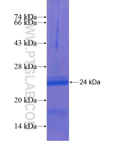 BCL2L15 fusion protein Ag21167 SDS-PAGE