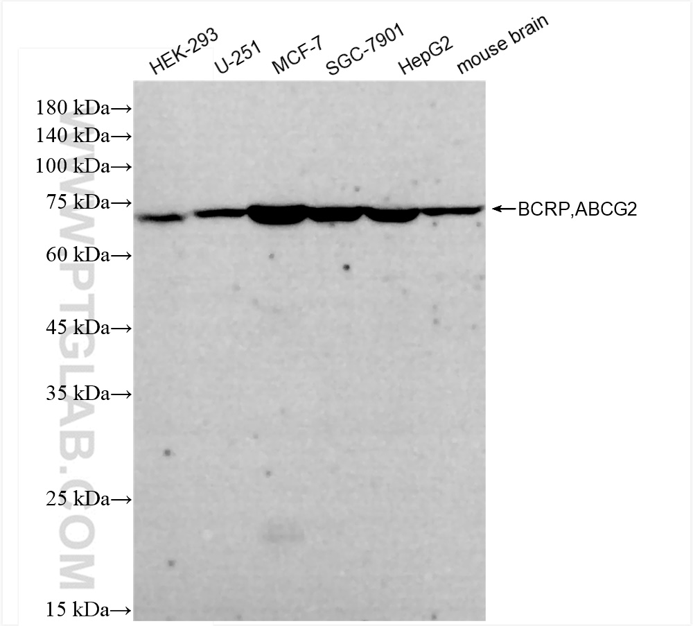 WB analysis using 83835-1-RR