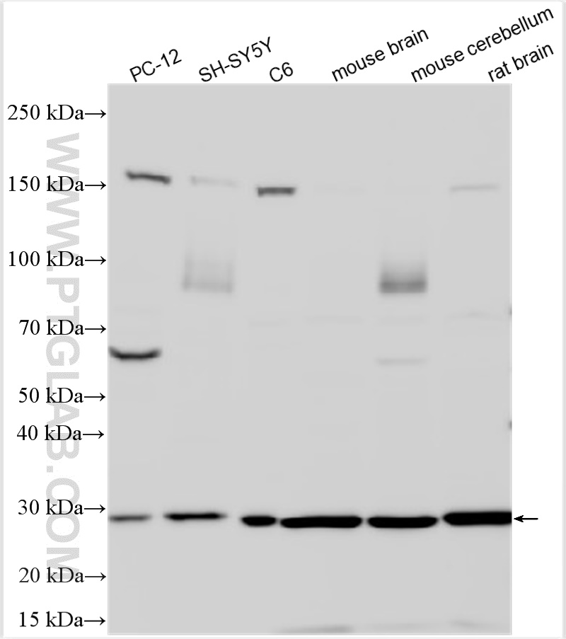 WB analysis using 28205-1-AP